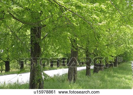 Stock Image - Treelined Path. Fotosearch