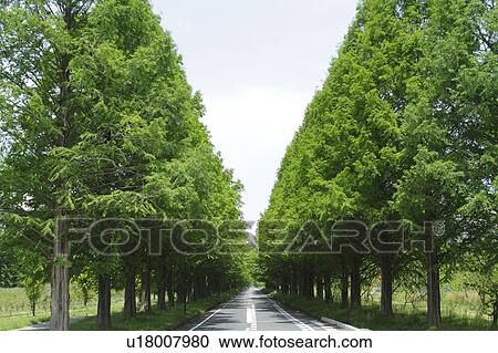 Treelined Path View Large Photo Image Stock Image - Treelined Path. Fotosearch