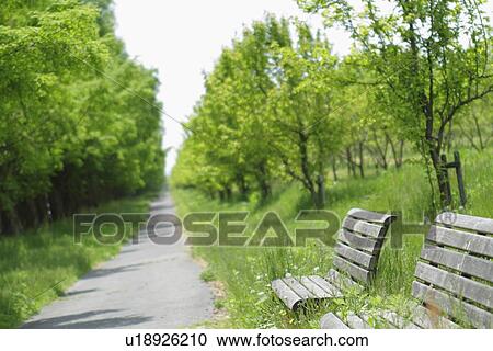 Stock Image - Treelined Path. Fotosearch