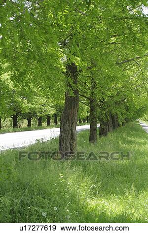 Treelined Path View Large Photo Image Stock Photo - Treelined Path. Fotosearch