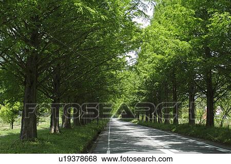 Stock Photo - Treelined Path. Fotosearch