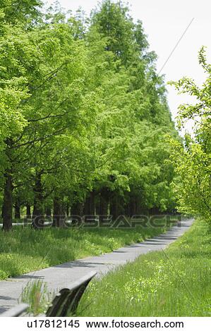 Stock Photography - Treelined Path. Fotosearch