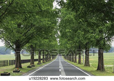 Treelined Road View Large Photo Image Stock Image - Treelined Road. Fotosearch