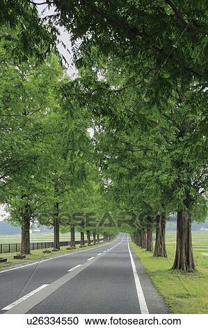 Stock Image - Treelined Road. Fotosearch