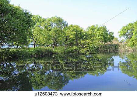 Stock Image - Trees at Lake Biwa. Fotosearch