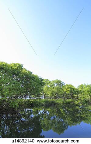 Trees at Lake Biwa View Large Photo Image Stock Image - Trees at Lake Biwa. Fotosearch