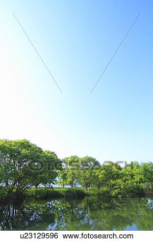 Trees at Lake Biwa View Large Photo Image Stock Photograph - Trees at Lake Biwa. Fotosearch