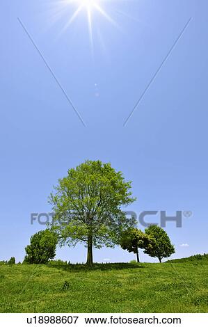 Trees in a field, Saitama Prefecture, Honshu, Japan View Large Photo Image Stock Photo - Trees in a field, Saitama Prefecture, Honshu, Japan. Fotosearch