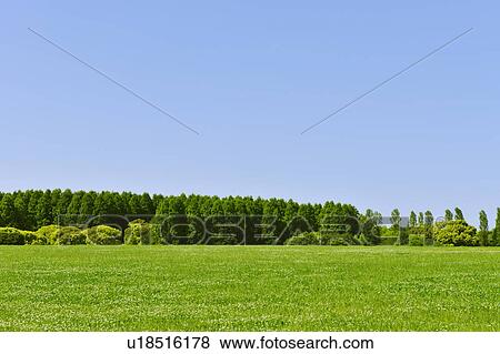 Stock Photo - Trees in a field, Tokyo Prefecture, Honshu, Japan. Fotosearch
