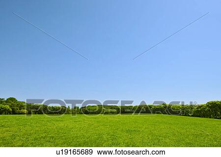 Trees in a field, Tokyo Prefecture, Honshu, Japan View Large Photo Image Stock Photo - Trees in a field, Tokyo Prefecture, Honshu, Japan. Fotosearch