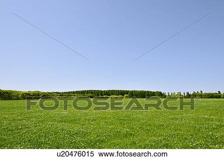 Stock Photography - Trees in a field, Tokyo Prefecture, Honshu, Japan. Fotosearch