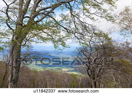 Trees in Spring View Large Photo Image Stock Photo - Trees in Spring. Fotosearch