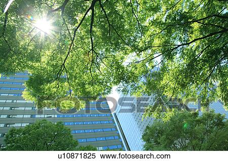 Trees near Skyscraper View Large Photo Image Stock Photography - Trees near Skyscraper. Fotosearch