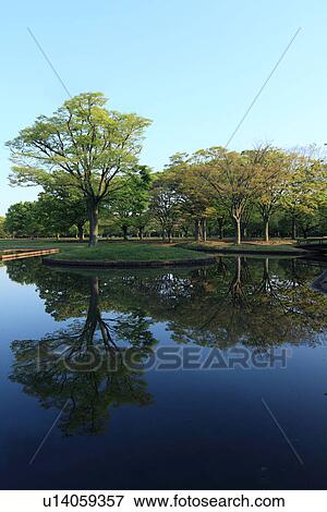 Trees Reflected in Pond View Large Photo Image Stock Photo - Trees Reflected in Pond. Fotosearch