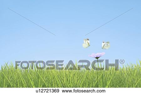 Stock Photo - Two Butterflies on Flower. Fotosearch