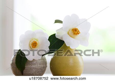 Stock Image - Two Camellia Flowers in Vase. Fotosearch