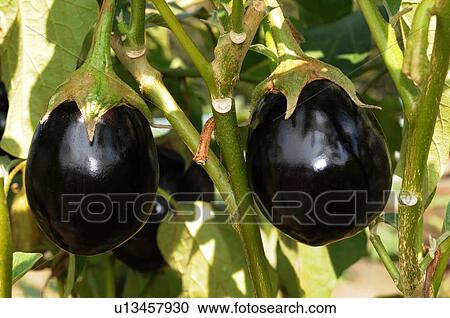 Two Eggplants View Large Photo Image Stock Image - Two Eggplants. Fotosearch