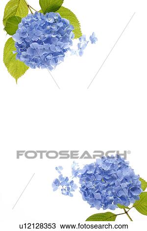 Stock Image - Two Hydrangeas. Fotosearch