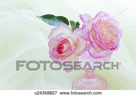Stock Photo - Two Pink Flowers. Fotosearch