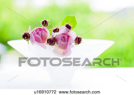 Stock Image - Two Pink Roses. Fotosearch