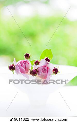Stock Image - Two Pink Roses. Fotosearch
