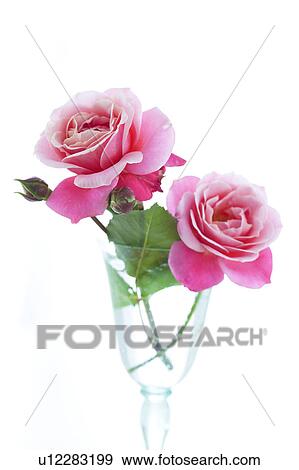 Two Pink Roses View Large Photo Image Stock Photo - Two Pink Roses. Fotosearch