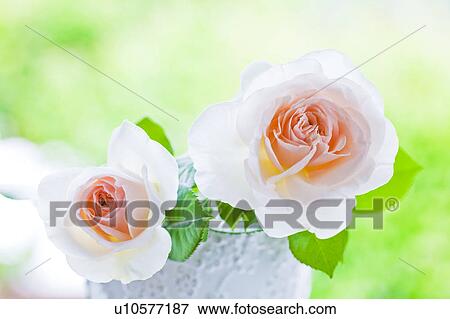 Two Roses in Vase View Large Photo Image Stock Photo - Two Roses in Vase. Fotosearch