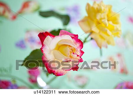 Two Roses View Large Photo Image Stock Image - Two Roses. Fotosearch