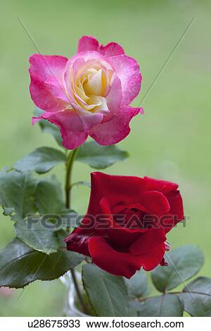 Two Roses View Large Photo Image Stock Image - Two Roses. Fotosearch