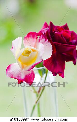 Stock Photo - Two Roses. Fotosearch