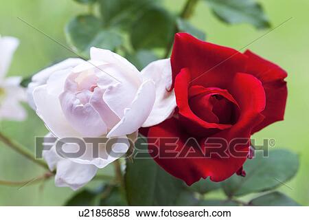 Stock Photo - Two Roses. Fotosearch