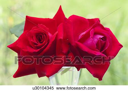 Two Roses View Large Photo Image Stock Photography - Two Roses. Fotosearch
