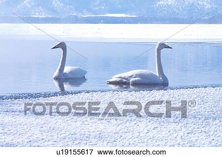 Stock Photo - Two Swans at Lake Kussharo. Fotosearch