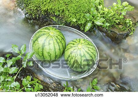 Stock Photo - Two Watermelons. Fotosearch