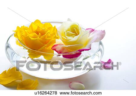 Two Yellow Roses View Large Photo Image Stock Photo - Two Yellow Roses. Fotosearch