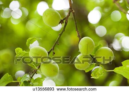 Unripe Plums View Large Photo Image Stock Image - Unripe Plums. Fotosearch