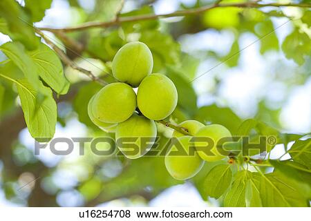 Stock Photo - Unripe Plums. Fotosearch