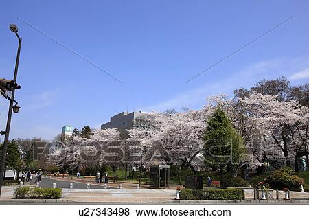 Urban Scene with Cherry Blossom Trees View Large Photo Image Stock Photo - Urban Scene with Cherry Blossom Trees. Fotosearch