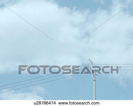 Utility Pole View Large Photo Image Picture - Utility Pole. Fotosearch