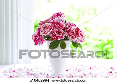 Variegated Roses View Large Photo Image Picture - Variegated Roses. Fotosearch