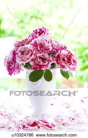 Stock Photograph - Variegated Roses. Fotosearch