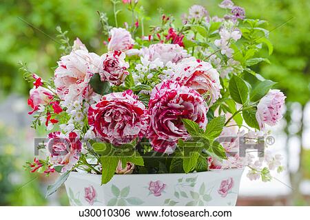 Variegated Roses View Large Photo Image Stock Photograph - Variegated Roses. Fotosearch