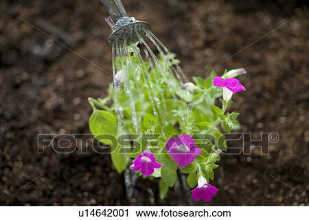 Stock Image - Watering flower . Fotosearch