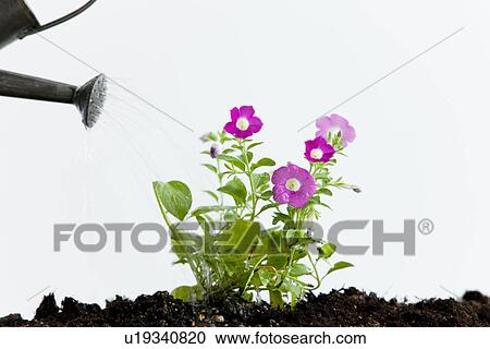 Watering flower View Large Photo Image Stock Image - Watering flower . Fotosearch