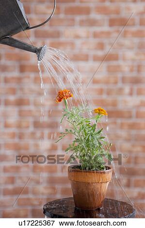 Stock Photo - Watering potted flower. Fotosearch