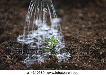 Watering sapling View Large Photo Image Stock Photo - Watering sapling. Fotosearch