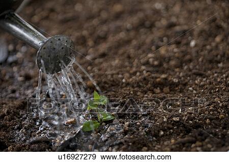 Stock Photo - Watering sapling. Fotosearch