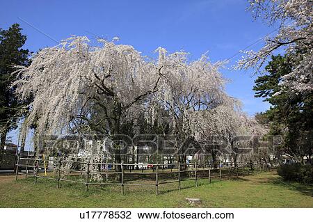 Weeping Japanese Cherry Blossom Tree View Large Photo Image Stock Image - Weeping Japanese Cherry Blossom Tree. Fotosearch