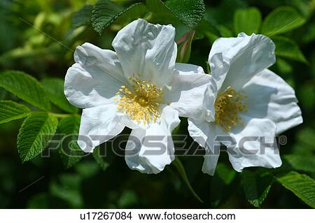 White rosa rugosa View Large Photo Image Picture - White rosa rugosa. Fotosearch