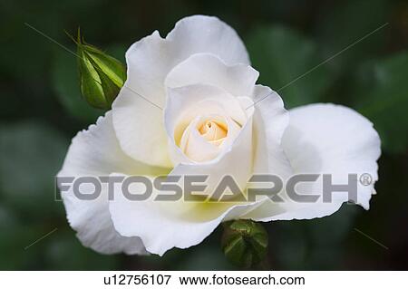 Stock Photo - White Rose. Fotosearch